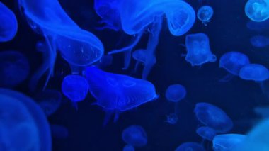 Vitrinde renk değiştiren güzel ışıkları olan bir sürü denizanası var. Özet kopyalama alanı arkaplanı