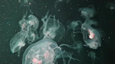 Vitrinde renk değiştiren güzel ışıkları olan bir sürü denizanası var. Özet kopyalama alanı arkaplanı