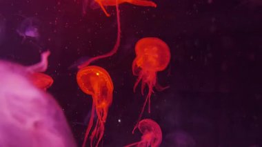 Vitrinde renk değiştiren güzel ışıkları olan bir sürü denizanası var. Özet kopyalama alanı arkaplanı