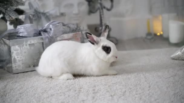 Weißes Kaninchen Mit Einem Geschenk Unter Dem Baum Als Symbol — Stockvideo