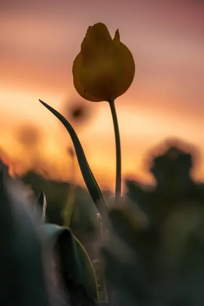 落日时野郁金香花 自然季节背景 红皮书中列出的天然栖息地中的多色郁金香郁金香 — 图库照片