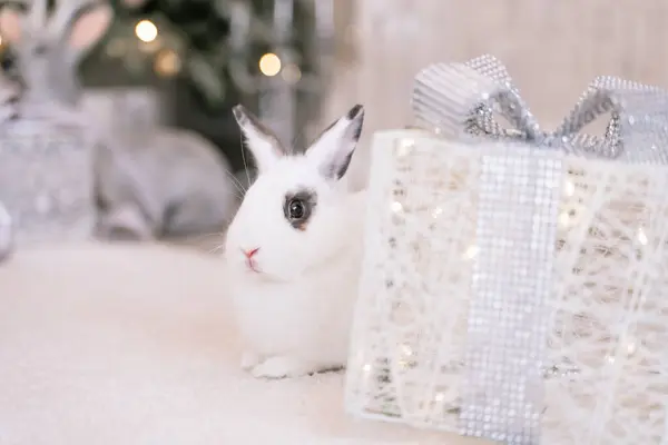 Белый Кролик Подарком Елкой Символ Нового 2023 Года — стоковое фото