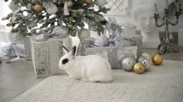 White Rabbit Gift Tree Symbol New Year 2023 — Stock Video
