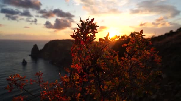 Uitzicht Zonsondergang Door Herfstbladeren Tegen Achtergrond Van Zee Prominente Rotsen — Stockvideo