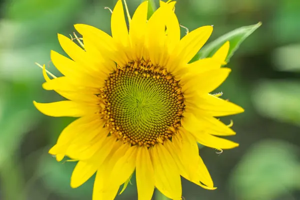 Sunflower flower on agriculture field, growing sunflower for production