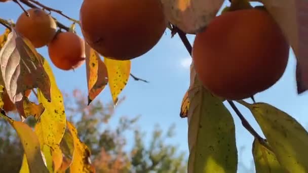 槟榔枝干 收获时结大桔子 阳光充足的天气里 成熟的鳗鱼挂在树上 — 图库视频影像