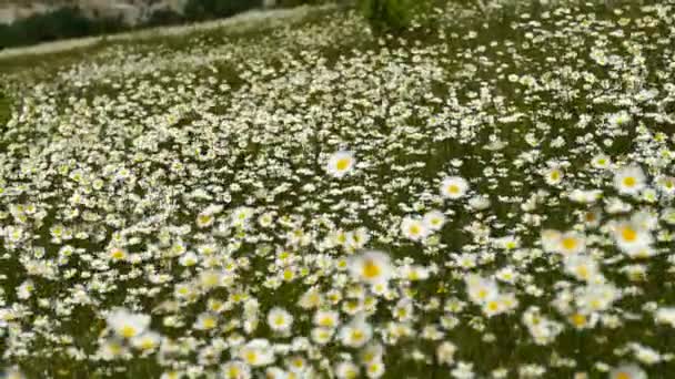 สนามดอกเดซ ขาวในสายลมสล บการเคล อนไหวช การเคล อนไหวช แนวค ธรรมชาต ดอกไม ใบไม — วีดีโอสต็อก