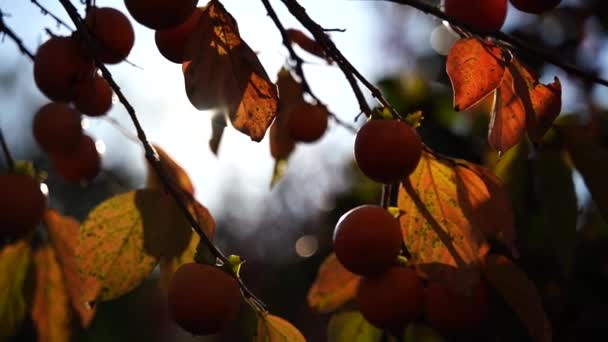 Gałązki Persymony Dużymi Pomarańczowymi Owocami Czasie Zbiorów Dojrzałe Persymony Wiszące — Wideo stockowe