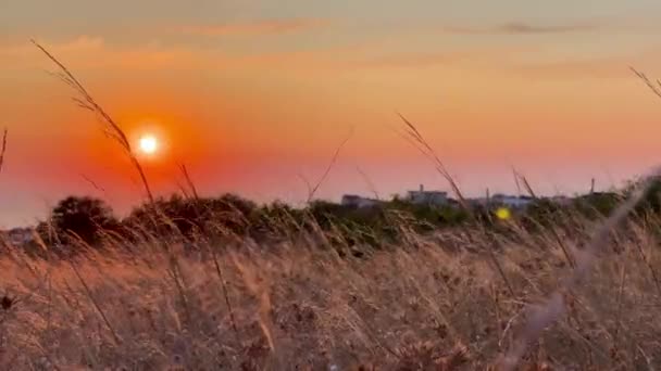 黄金の夕日の光の中でスティパフェザーグラスや草針ナッソーTenuissima — ストック動画