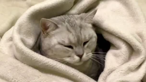 Кошка Зевает Крупный План Милой Шотландской Прямоухой Кошки Лежащей Диване — стоковое видео