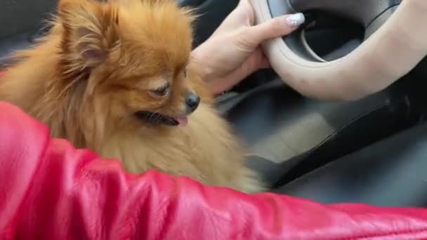 Arabadaki Köpek Minyatür Pomeranian Araba Kullanan Hostesin Elinde Hayvanlarla Seyahat — Stok video