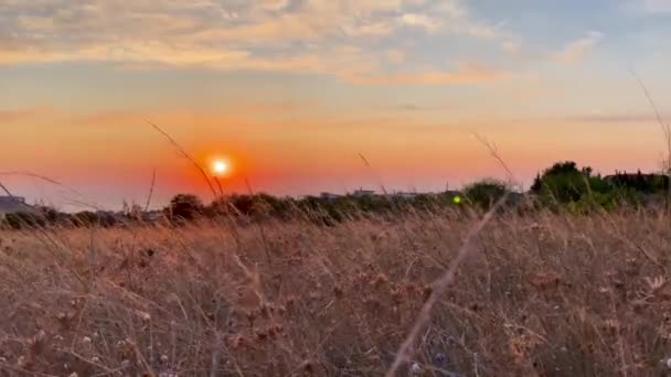 Stipa Feather Grass Grass Needle Nassella Tenuissima Golden Sunset Light — Stock Video