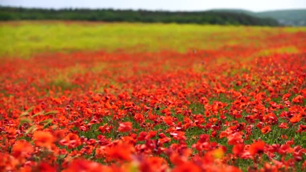 慢动作野罂粟地 美丽的夏季乡村风景 鲜绿的草地 开着鲜红的花朵 阳光灿烂 — 图库视频影像