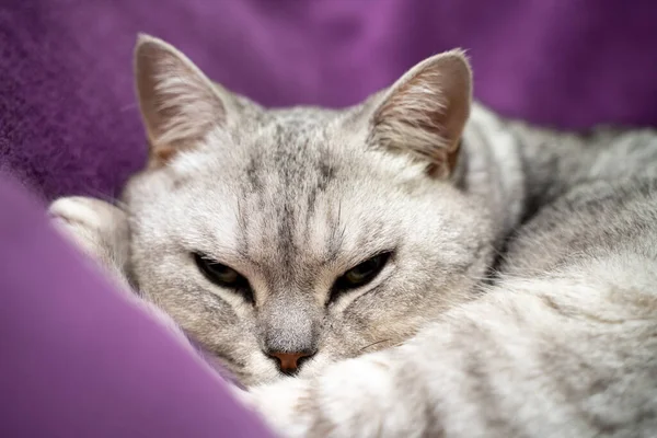 고양이는 있어요 잠자는 고양이 머즐의 클로즈업 닫았습니다 보라색 담요의 배경에 — 스톡 사진
