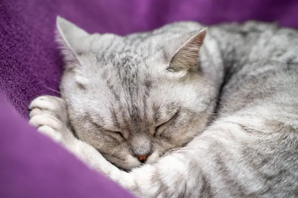 The cat is sleeping. Close-up of a sleeping cat muzzle, eyes closed. Against the background of a purple blanket. Favorite Pets, cat food