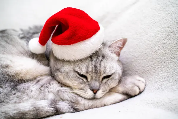 Christmas cat in a red santa hat sleeps on a white blanket. Pets, Christmas stories with pets