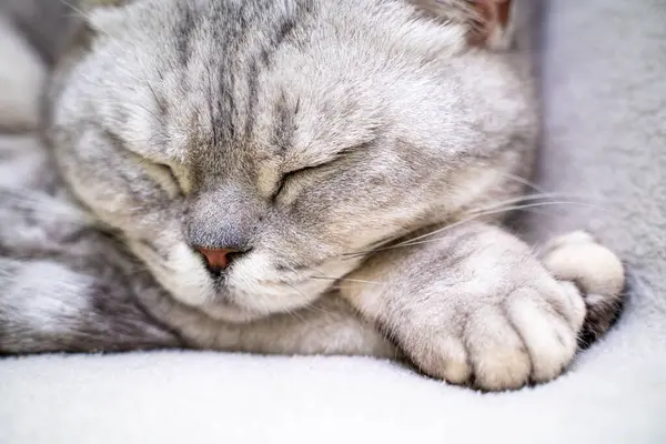 Macska Alszik Közelkép Egy Csukott Szemű Alvó Macska Pofájáról Egy — Stock Fotó