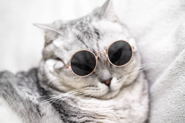 Funny British silver cat in glasses, on a white background. Pets