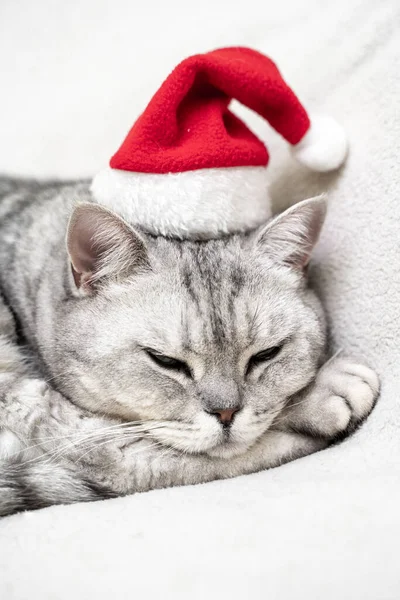 Vánoční Kočka Červeném Sanťáckém Klobouku Spí Bílé Přikrývce Domácí Mazlíčci — Stock fotografie