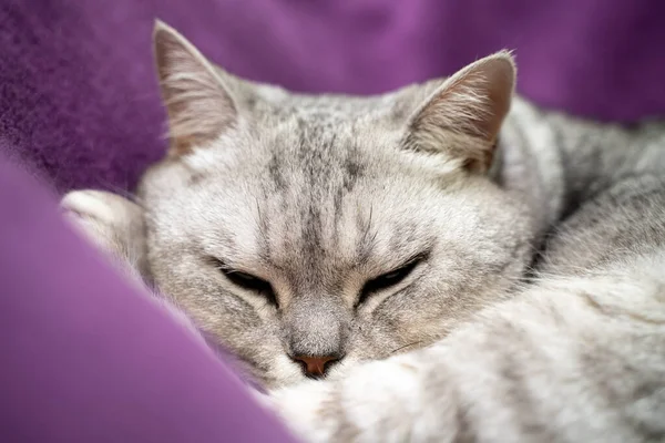 The cat is sleeping. Close-up of a sleeping cat muzzle, eyes closed. Against the background of a purple blanket. Favorite Pets, cat food