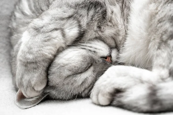 Kat Slaapt Close Van Snuit Van Een Slapende Kat Met — Stockfoto