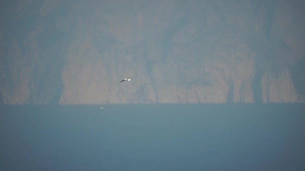 Seagull Flies Blue Sky Symbol Freedom Large Seagull Soars Sea — Stock Video