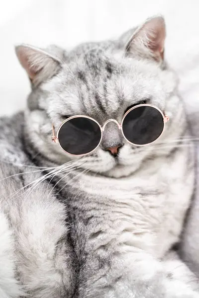 Αστεία Βρετανική Ασημένια Γάτα Γυαλιά Λευκό Φόντο Κατοικίδια — Φωτογραφία Αρχείου