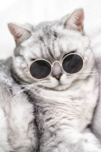 面白いイギリスの銀の猫は 白い背景に眼鏡をかけました ペット ストックフォト