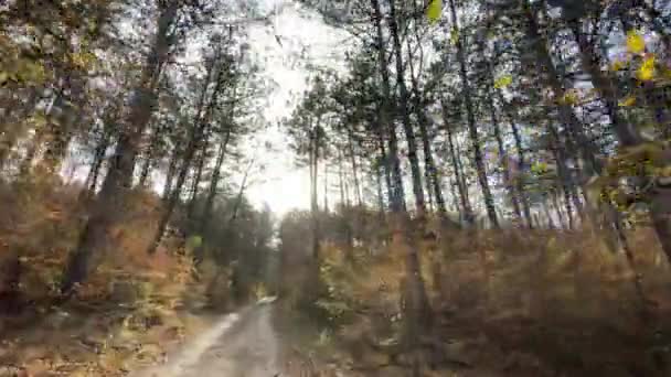 Sonbahar Ormanlarında Yol Sonbaharın Başlarında Güzel Bir Gün Ormanda Yürümek — Stok video