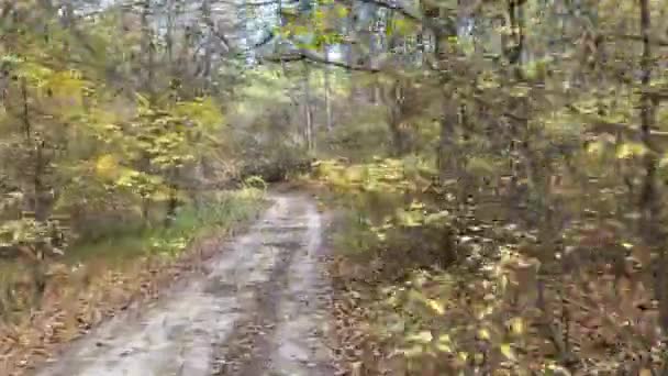 路在秋天的森林里 晴天在初秋 在森林中散步 旅游和度假概念 — 图库视频影像