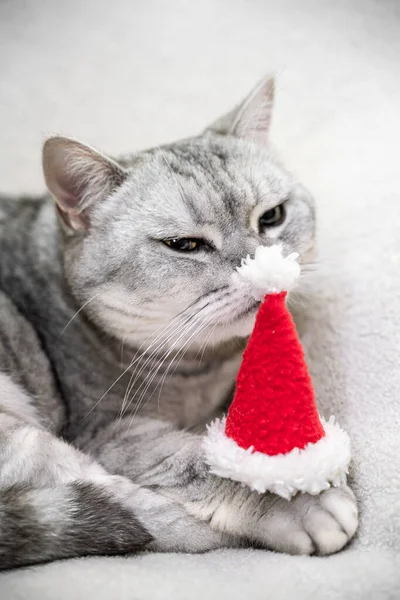 Beyaz Arka Planda Kırmızı Noel Baba Şapkalı Bir Noel Kedisi — Stok fotoğraf