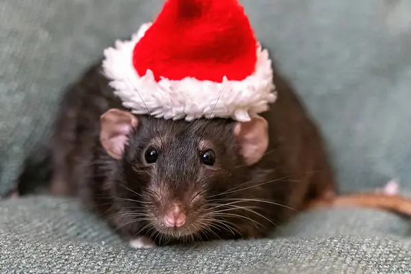 Rato Com Chapéu Pai Natal Símbolo Ano Novo Chinês Rato — Fotografia de Stock