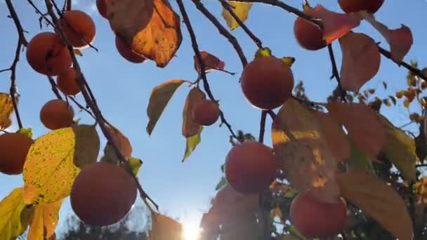 Brindilles Kaki Avec Gros Fruits Orange Moment Récolte Persimmon Mûr — Video