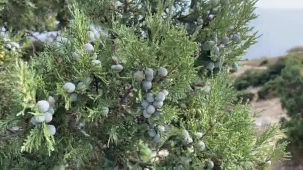 Juniperus Excelsa Mit Blauen Beeren Griechischem Wacholder Immergrünem Ast Eines — Stockvideo