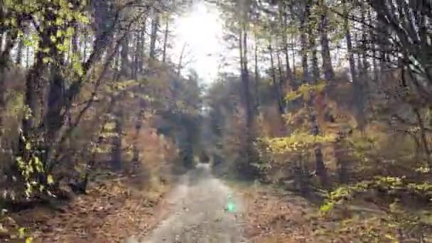 秋の森の道 秋の初めの晴れた日 森の中を歩く 観光と休暇のコンセプト — ストック動画