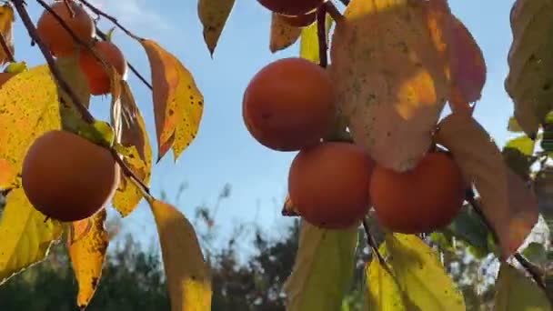 槟榔枝干 收获时结大桔子 阳光充足的天气里 成熟的鳗鱼挂在树上 — 图库视频影像