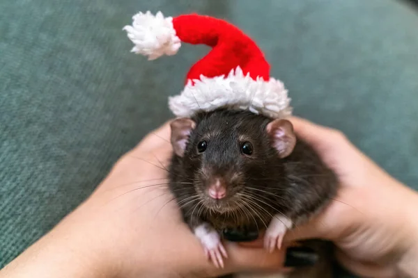 Chapeau Rat Santa Symbole Nouvel Chinois Drôle Rat Noir Dumbo — Photo