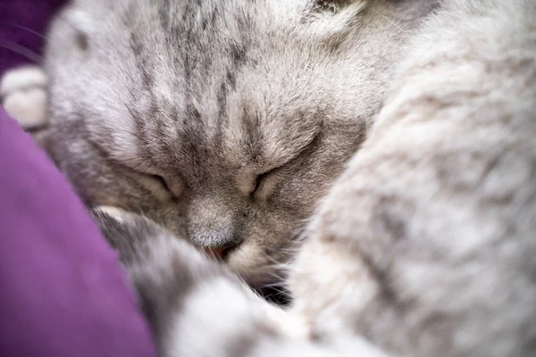 Macska Alszik Egy Alvó Macska Szájkosár Közelről Csukott Szemmel Egy — Stock Fotó
