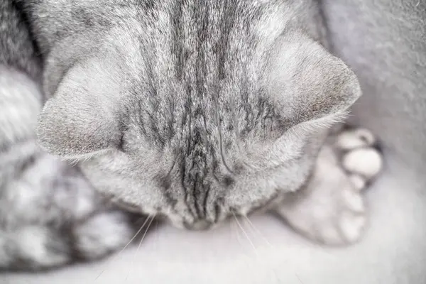 Γάτα Κοιμάται Κοντινό Πλάνο Του Ρύγχους Μιας Κοιμισμένης Γάτας Κλειστά — Φωτογραφία Αρχείου