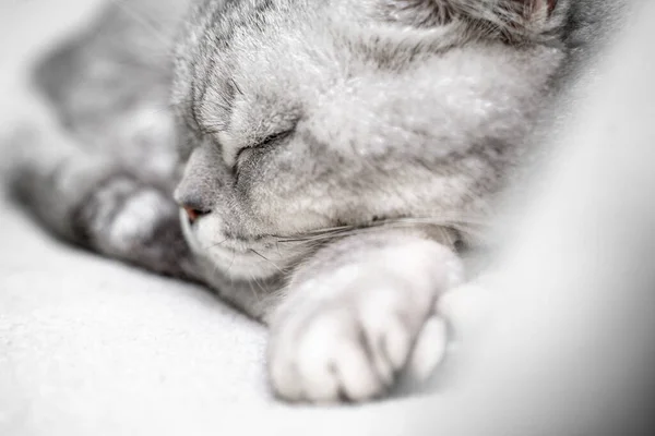 这只猫在睡觉 一只熟睡的猫闭着眼睛的嘴的特写 在一条薄毛毯的背景下 最喜欢的宠物 — 图库照片