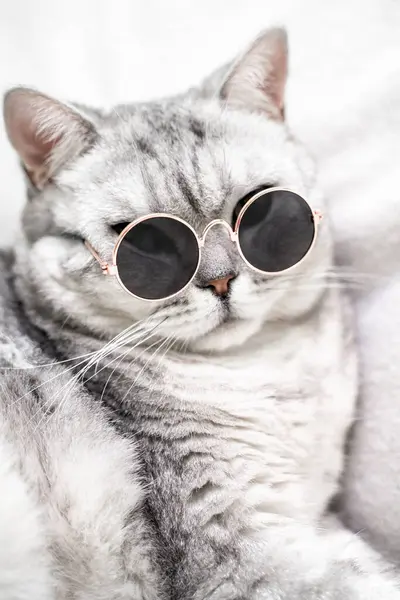 Βρετανός Ασημένιος Γάτος Γυαλιά Λευκό Φόντο Κατοικίδια — Φωτογραφία Αρχείου