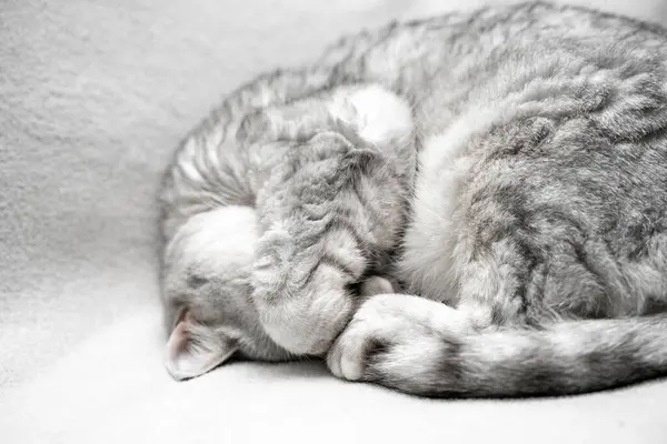 Cat Sleeping Close Muzzle Sleeping Cat Closed Eyes Backdrop Light — Stock Photo, Image