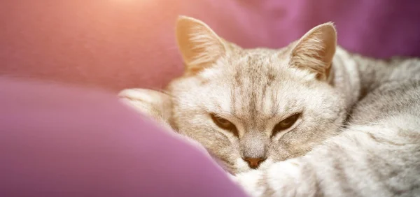 고양이는 있어요 잠자는 고양이 머즐의 클로즈업 닫았습니다 보라색 담요의 배경에 — 스톡 사진