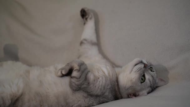 Gato Deita Costas Gato Cabeça Para Baixo Fechar Cara Gato — Vídeo de Stock
