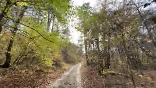 Estrada Floresta Outono Belo Dia Início Outono Caminhando Floresta Fins — Vídeo de Stock