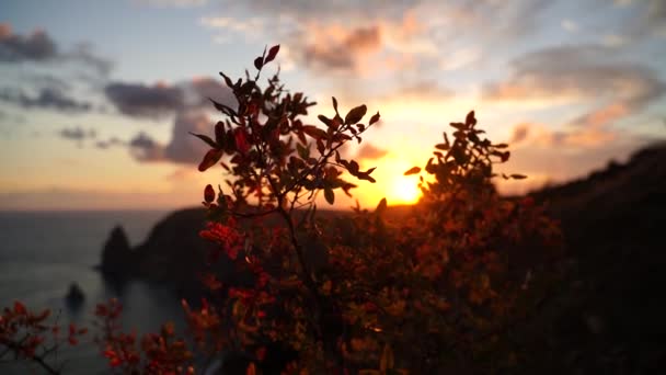 Blick Auf Den Sonnenuntergang Durch Herbstblätter Vor Dem Hintergrund Des — Stockvideo