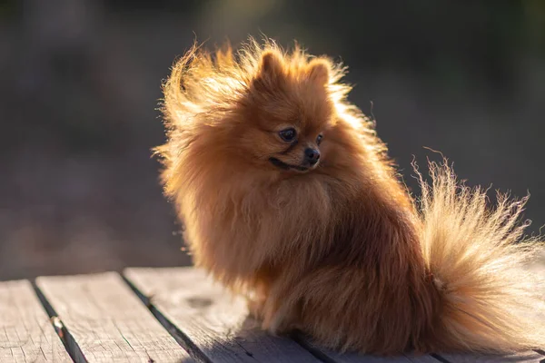 Mini pomeranian walks in the park. Pomeranian on a walk in the autumn park. Dog on the street