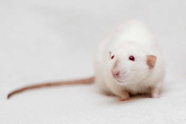 White Rat Witte Achtergrond Stockafbeelding