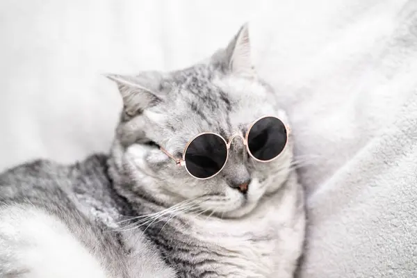 Британская Серебряная Кошка Очках Белом Фоне Животные — стоковое фото