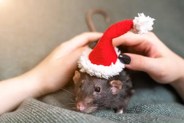 Rato Com Chapéu Pai Natal Símbolo Ano Novo Chinês Rato — Fotografia de Stock